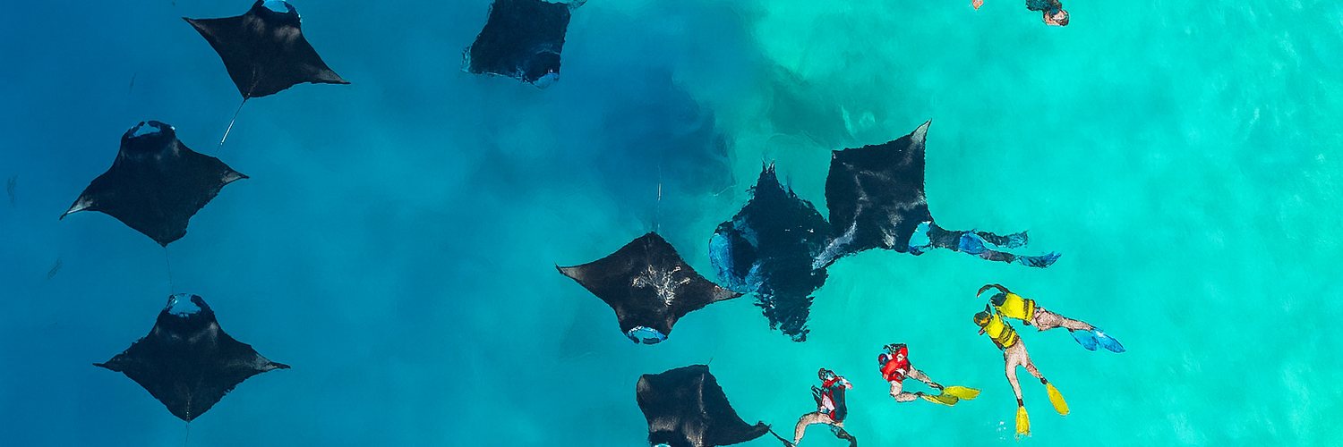 Manta rays gliding beneath snorkellers in clear water