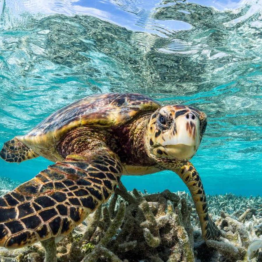 Hawksbill turtle swimming over the reef
